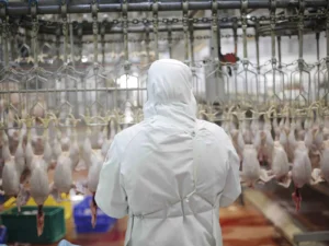 chicken-halal-HALAL