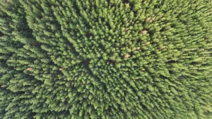 ISO 14001